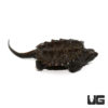 Baby Common Snapping Turtle