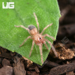 Brazilian Salmon Pink Birdeater Tarantula (.25 - .5'')