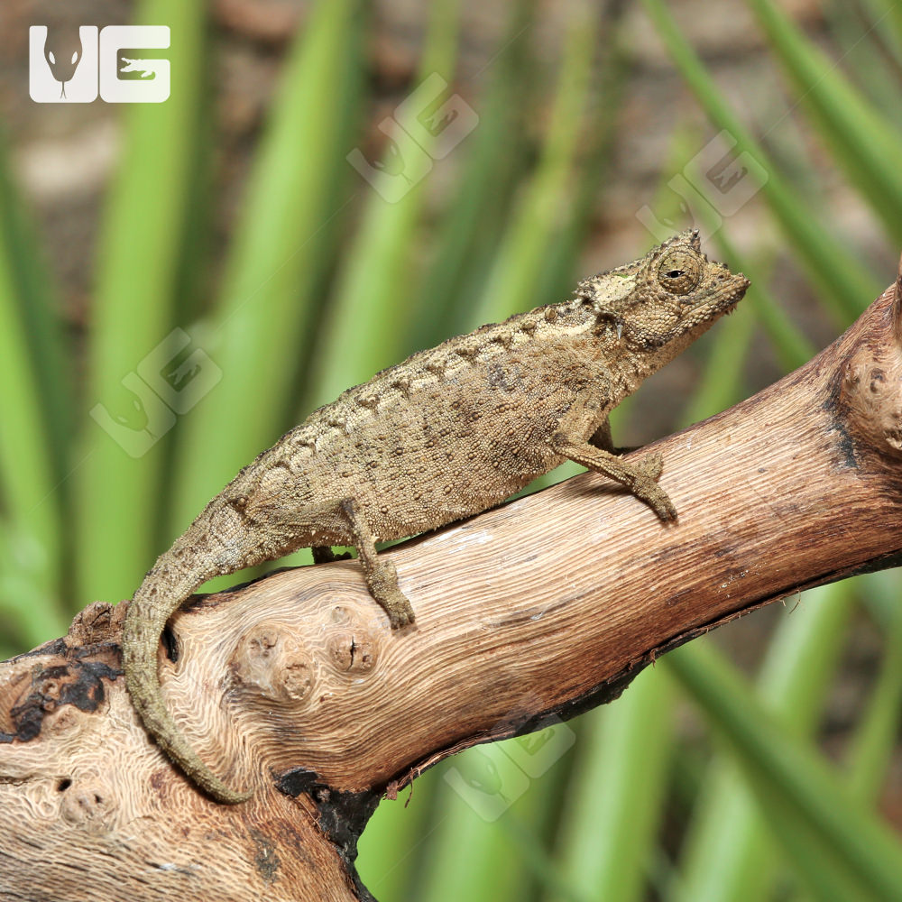 perinet-leaf-chameleon-ugr-wholesale