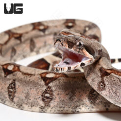 Baby Colombian Redtail Boa