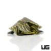 Baby Nicaraguan Ornate Slider Turtle