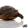 Baby Redfoot Tortoise