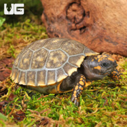 Baby Yellowfoot Tortoise