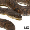 Adult Diamondback Water Snake