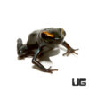C.B. Golfodulcean Dart Frog