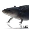 Melanoid Axolotl