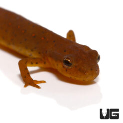 Red Eft