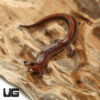 Southern ZigZag Salamander