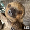 Two-Toed Sloths
