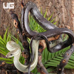 Jansen's Ratsnake