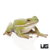 Green Tree Frog