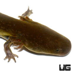 Lesser Siren