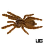 Ornamental Baboon Tarantula (.75 - 1'')
