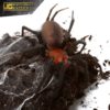 French Guianan Red And Black Curtain Web Spider (.5 – 1”)