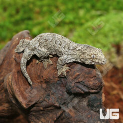Baby GTX Leachianus Gecko