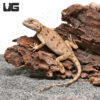 Hartmann’s Agama