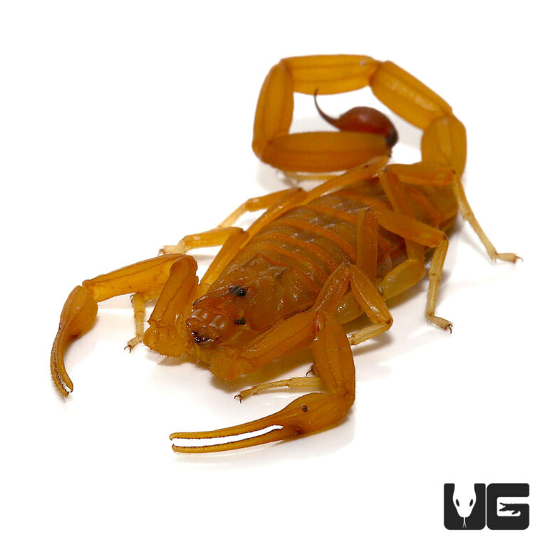 Quick Order - UGR Wholesale