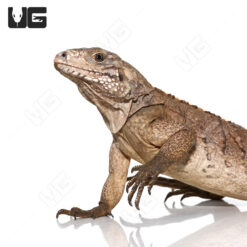 Baby Grand Cayman Blue Iguana (Hybrid)
