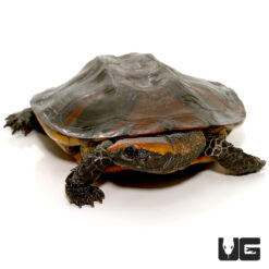 Twistneck Turtle