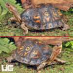 Central American Wood Turtle (Imperfect)