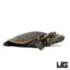 Baby Florida Softshell Turtle