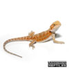Baby Hypo Blue Bar Bearded Dragon