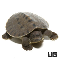 Baby Painted River Terrapin Turtle
