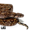 Baby Central American Boa