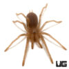 Philippine Tangerine Tarantula (.5 - 1'')