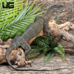 Black Roughneck Monitor