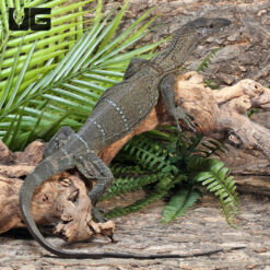 Black Roughneck Monitor