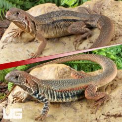 Giant Butterfly Agama