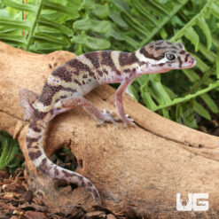 Central American Banded Gecko