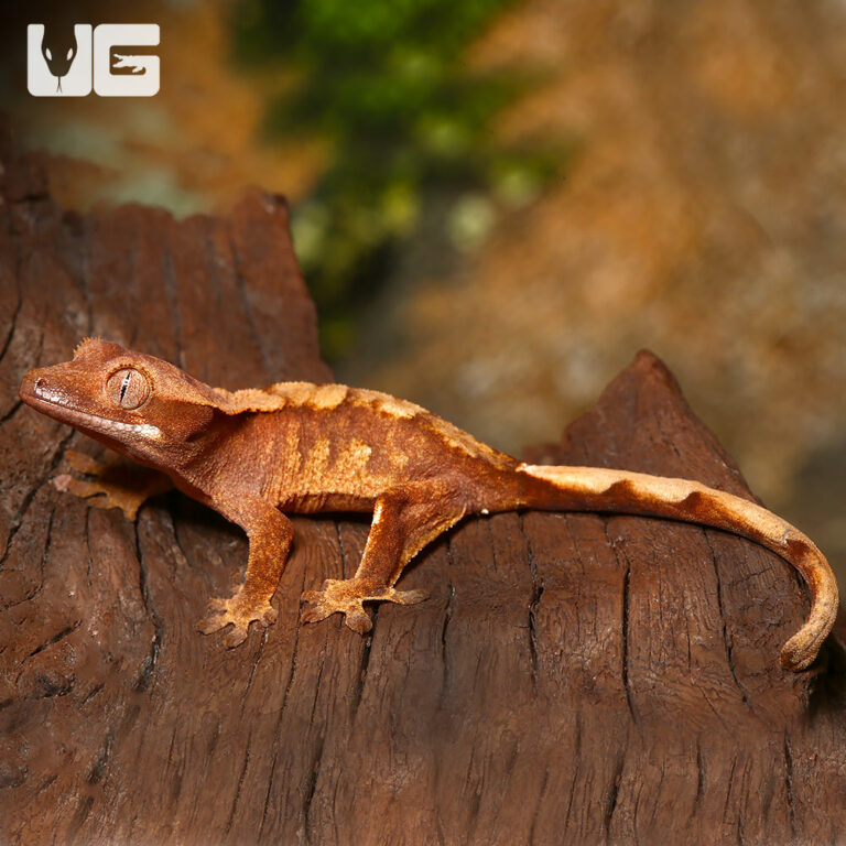 Wholesale Reptiles, Amphibians, Inverts & More - UGR Wholesale