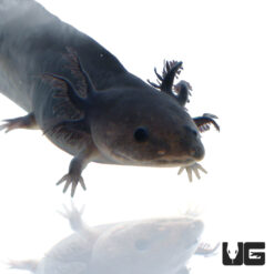 Melanoid Axolotl (2 - 3")