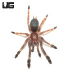 Darth Maul Tree Tarantula (.5 - 1'')