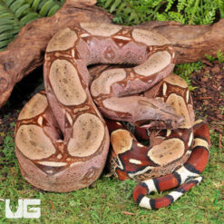 Suriname Redtail Boa