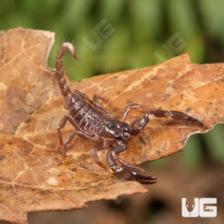 Baby Minotaur Forest Scorpion
