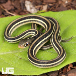 C.B. Baby Gulf Coast Ribbon Snake