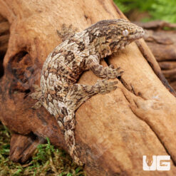 Baby Nu Ana Lechianus Gecko