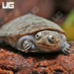 Baby West African Mud Turtle