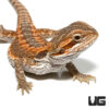 Baby Citrus Bearded Dragon