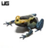 C.B. Powder Blue Tinctorius Dart Frog