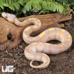 Baby Male Banana Yellowbelly Ball Python