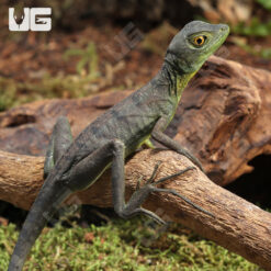 Yearling Green Basilisk