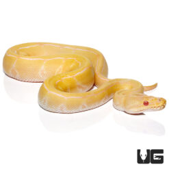Baby Albino Pinstripe Ball Python