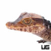 Baby Dwarf Caiman