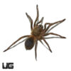 Mexican Red Rump Tarantula (2″)