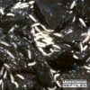 Springtail Culture
