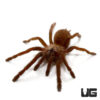 Indian Violet Tarantula (.5-1")